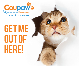 FlexOffers.com, affiliate, marketing, sales, promotional, discount, savings, deals, banner, blog, National Cat Day, Cat Day, cats, kitties, Coupaw.com, Puritan’s Pride, Target.com, Saks Fifth Avenue, PetSmart, PetCareRx, Only Natural Pet