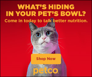 FlexOffers.com, affiliate, marketing, sales, promotional, discount, savings, deals, bargain, banner, blog, PETCO Animal Supplies, cat food, Tractive, GPS tracker, Chewy.com, cat toys, Basepaws, cat DNA test kit, Pet Supermarket, Neon Litter, cat litter