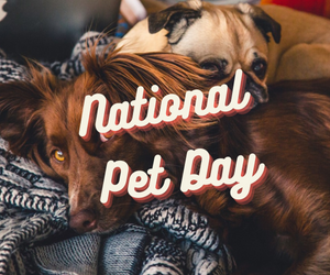 National Pet Day Bargains