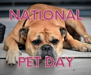 National Pet Day Deals