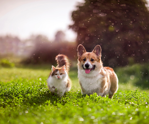 Best Affiliate Programs For Your Pets